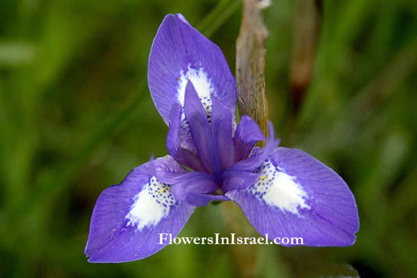  Moraea sisyrinchium, Gynandriris sisyrinchium, Barbary Nut, אחיאירוס מצוי, אירוס מצוי, צהרון מצוי