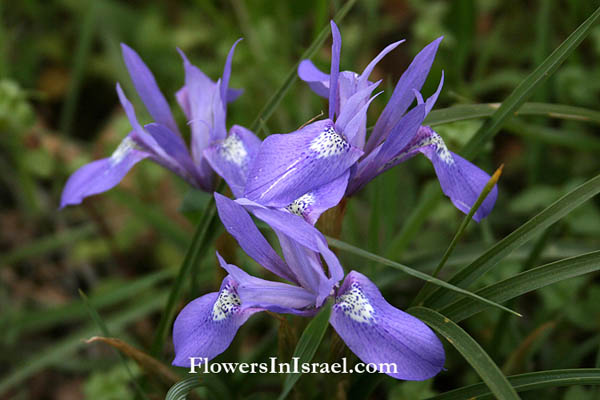 Moraea sisyrinchium, Gynandriris sisyrinchium, Barbary Nut, אחיאירוס מצוי, אירוס מצוי, צהרון מצוי 