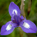 Gynandriris sisyrinchium, Wildflowers, Israel, send flowers