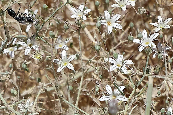 Gypsophila capillaris, Gypsophila arabica, Desert Baby's Breath, גבסנית ערבית