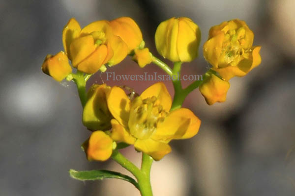 Haplophyllum buxbaumii,Buxbaum's rue, פיגמית מצויה, هبلوفلوم بكسبوم