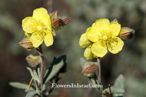 Helianthemum stipulatum, Helianthemum ellipticum, Sun-Rose, שמשון סגלגל