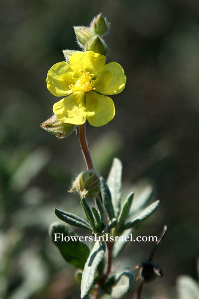 Helianthemum stipulatum, Helianthemum ellipticum, Sun-Rose, שמשון סגלגל