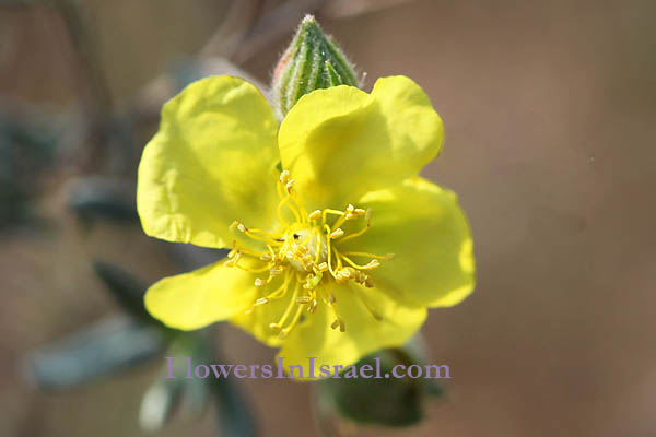 Helianthemum stipulatum, Helianthemum ellipticum, Sun-Rose, שמשון סגלגל