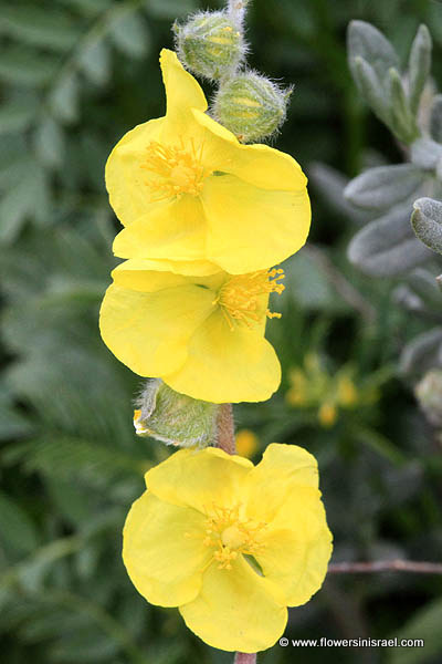 Helianthemum stipulatum, Helianthemum ellipticum, Sun-Rose, שמשון סגלגל