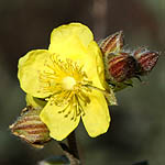 Helianthemum stipulatum, Wildflowers, Israel, send flowers