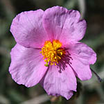 Helianthemum vesicarium, Wildflowers, Israel, send flowers