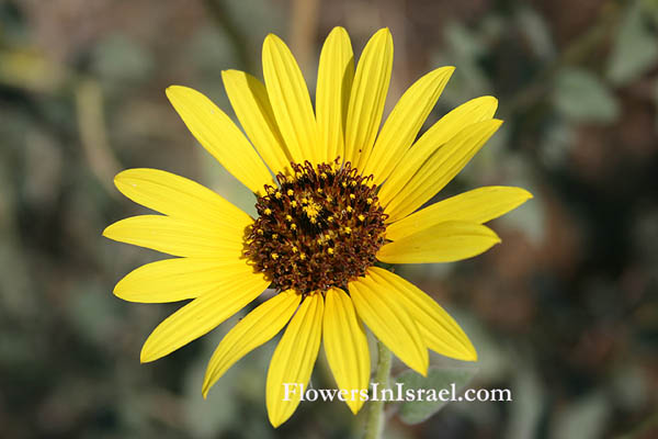 Flora of Israel online