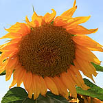 Helianthus annuus, Israel, Yellow colored flowers