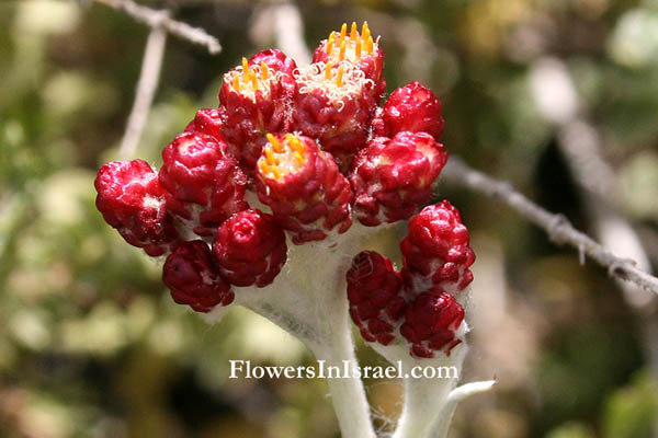 wildflowers, Israel, send flowers