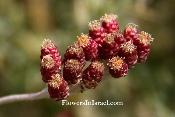 Helichrysum sanguineum, Red Everlasting, Red cudweed, דם-מכבים אדום