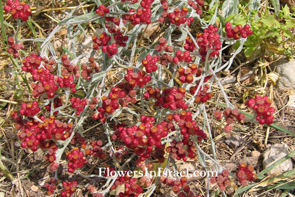 Helichrysum sanguineum, Red Everlasting, Red cudweed, דם-מכבים אדום