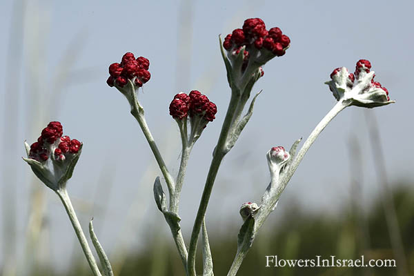 Helichrysum sanguineum, Red Everlasting, Red cudweed, דם-מכבים אדום