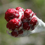 Helichrysum sanguineum, Israel, Red flowers