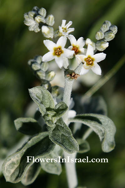 Heliotropium bovei, Heliotrope, Turnsole, עוקץ-עקרב אפור, رقيب الشمس الثوري