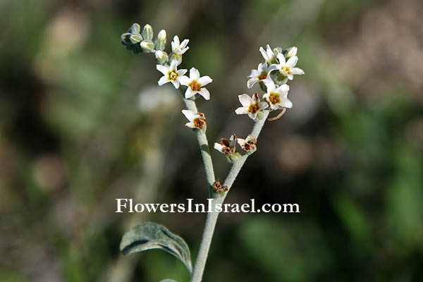 Heliotropium bovei, Heliotrope, Turnsole, עוקץ-עקרב אפור