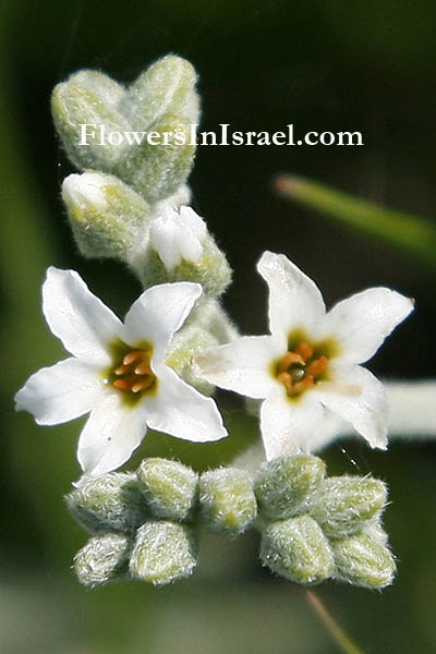 Heliotropium bovei, Heliotrope, Turnsole, رقيب الشمس الثوري, עוקץ-עקרב אפור