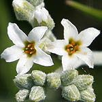 Heliotropium bovei, Flora, Israel, wild flowers