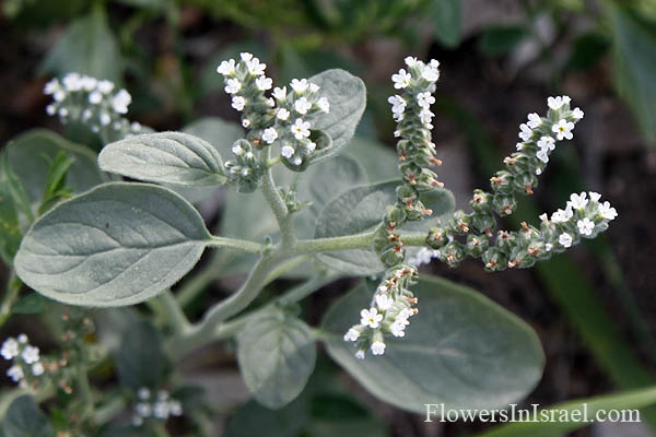 Heliotropium rotundifolium, Round-leaved Heliotrope, رقيب الشمس دائري الأوراق,עוקץ-עקרב עגול-עלים