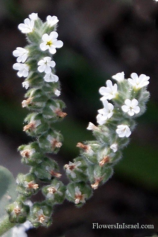 Heliotropium rotundifolium, Round-leaved Heliotrope, עוקץ-עקרב עגול-עלים, رقيب الشمس دائري الأوراق