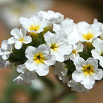 Heliotropium suaveolens, Flora, Israel, wild flowers