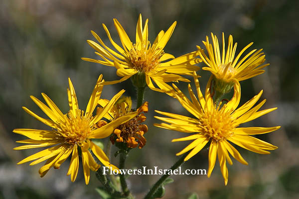 Native Plants of Israel