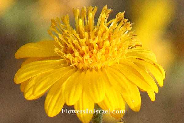 Heterotheca subaxillaris, Golden aster, Camphorweed,הטרותיקת החולות