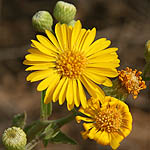 Heterotheca subaxillaris, Israel, Yellow colored flowers