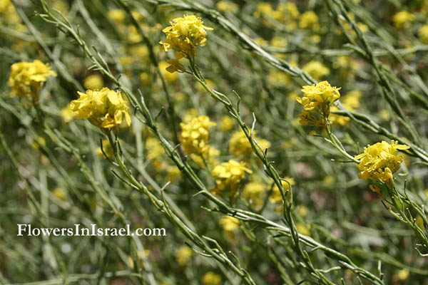 Hirschfeldia incana, Brassica geniculata, Brassica incana, Sinapis incana, Hoary Mustard, خزامي ,לפתית מצויה