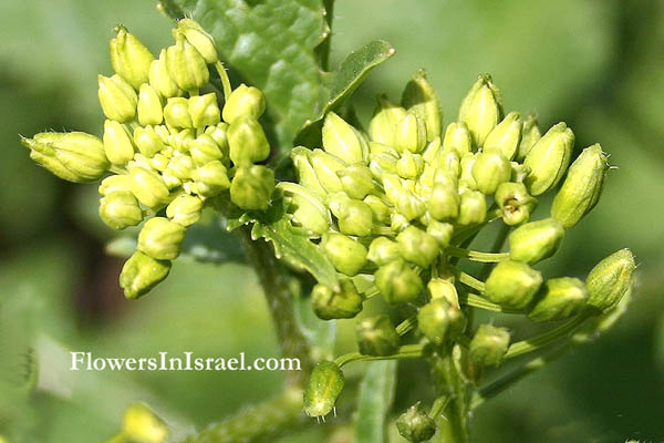 Israel, Native plants, Palestine, Nature