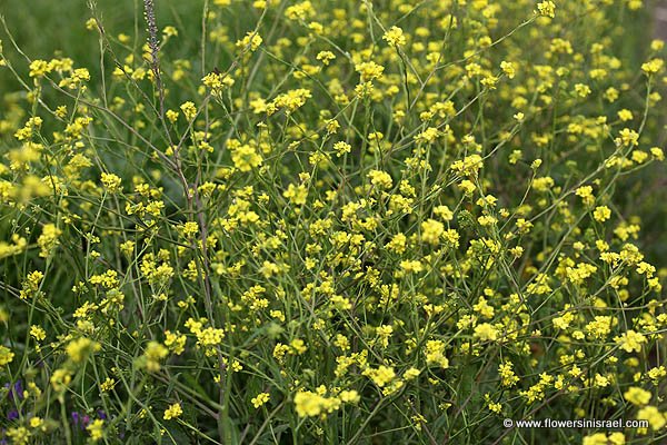 Hirschfeldia incana, Brassica geniculata, Brassica incana, Sinapis incana, Hoary Mustard, לִפתית מצויה