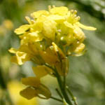 Hirschfeldia incana, Israel, Yellow colored flowers