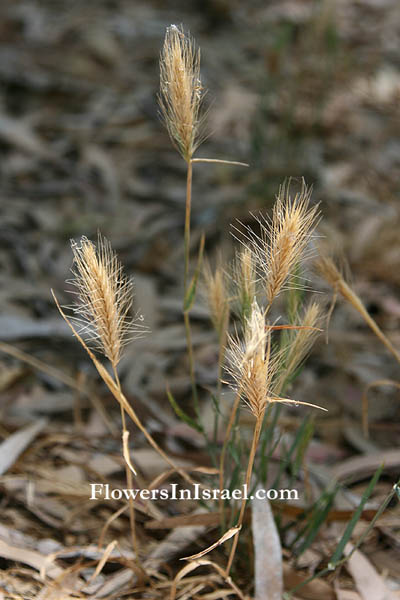 Hordeum geniculatum, Hordeum hystrix, Wall Barley, Barley-Grass, Mediterranean Barley,שעורה נימית