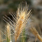 Hordeum geniculatum, Israel, green wildflowers