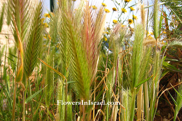 Flora, Israel, flowers