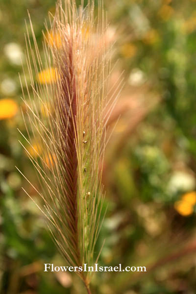 Israel, Nativeplants, Palestine