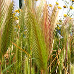 Hordeum glaucum, Israel, green wildflowers