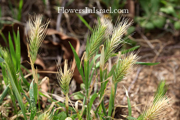 Israel wild flowers, send flowers