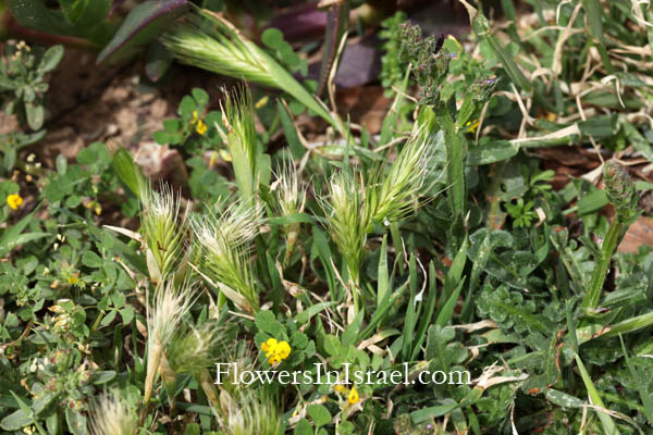 Flora of Israel, Native plants, Palestine, Nature