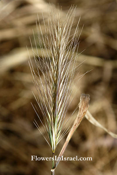Hordeum vulgare,Common Barley,Beardless barley, Pearl barley, שעורה תרבותית, الشعير