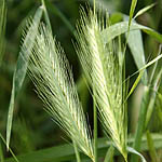 Hordeum vulgare, Israel, green wildflowers