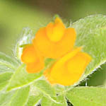 Hymenocarpos circinnatus, Hymenocarpus circinnatus, Disk Trefoil, כליינית מצויה, Wildflowers, Israel, send flowers