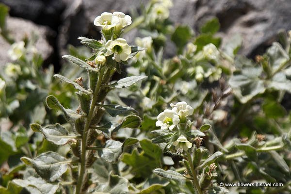 Hyoscyamus albus, Hyoscyamus varians, Hyoscyamus major, Hyoscyamus aureus sensu Gouan, White Henbane, Russian Henbane, البنج الأبيض ,שיכרון לבן