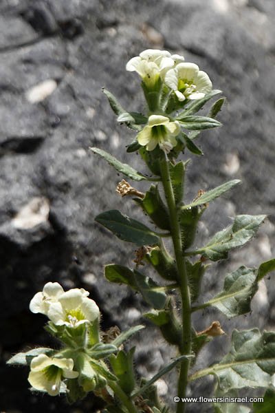 Hyoscyamus albus, Hyoscyamus varians, Hyoscyamus major, Hyoscyamus aureus sensu Gouan, White Henbane, Russian Henbane, שיכרון לבן