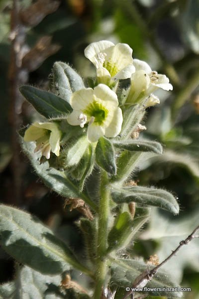 Hyoscyamus albus, Hyoscyamus varians, Hyoscyamus major, Hyoscyamus aureus sensu Gouan, White Henbane, Russian Henbane, שיכרון לבן