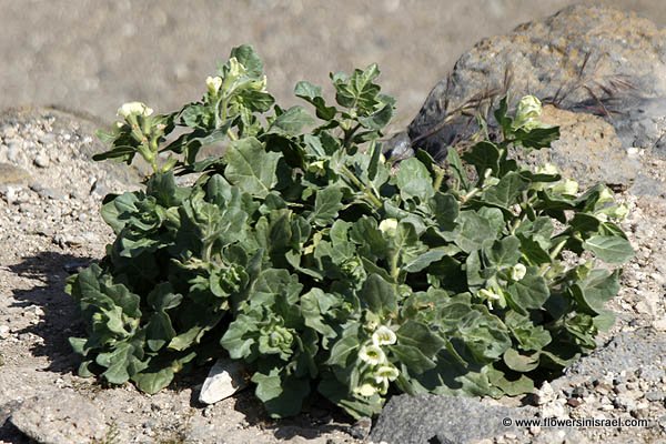 Hyoscyamus albus, Hyoscyamus varians, Hyoscyamus major, Hyoscyamus aureus sensu Gouan, White Henbane, Russian Henbane, שיכרון לבן