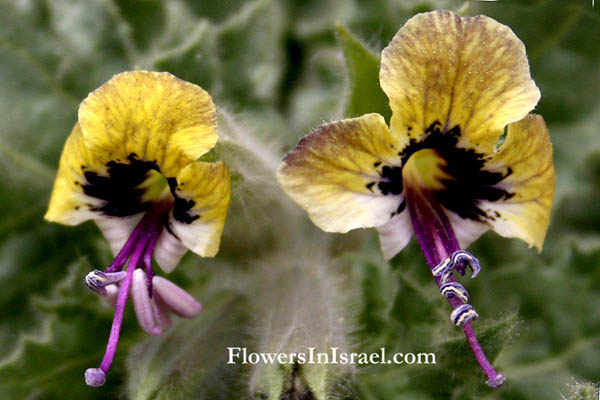 Wild flowers, Israel, send flowers