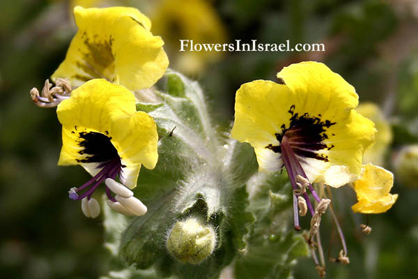 Hyoscyamus aureus, Golden Henbane,البنج الذهبي ,שיכרון זהוב