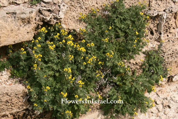 Hyoscyamus aureus, Golden Henbane, שיכרון זהוב, البنج الذهبي