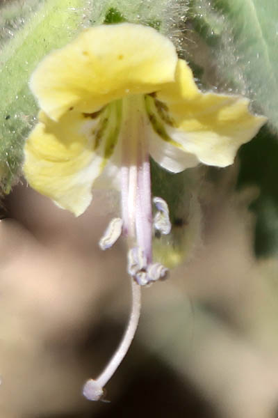 Hyoscyamus desertorum, Hyoscyamus albus desertorum, Desert henbane, שיכרון البنج الصحراوي ,המדבר ,שיכרון מדברי